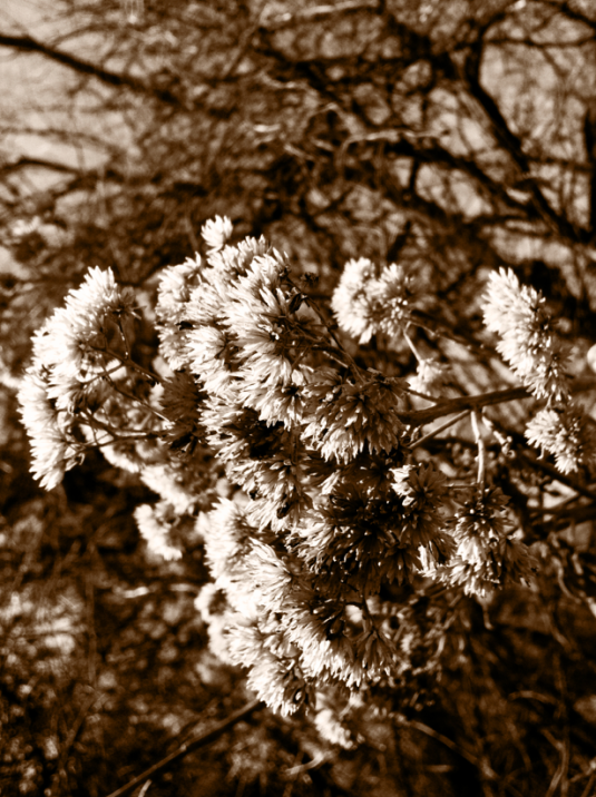I sepia toned these on my camera; I love the old world look give to these dried weeds.