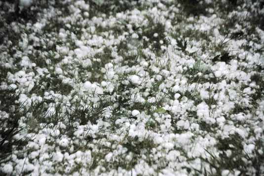 This is not snow in May, it is hundreds of marble size hail stones that ripped through leaves and flowers alike!