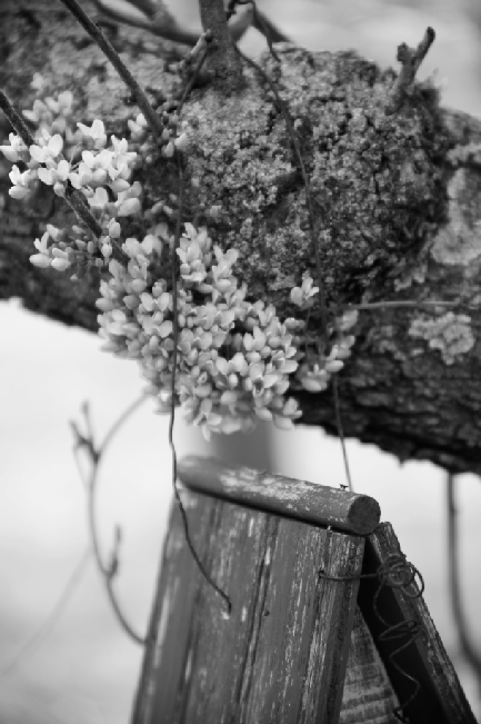 I shot this in color and converted to black and white, then took it one step further by bringing back the color of the buds in the next image.